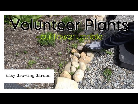 Moving Volunteer Plants
