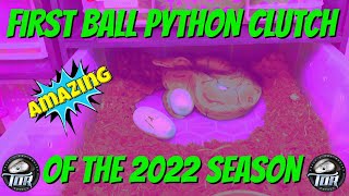 Celebrity First Ball Python Clutch of 2022. Profile