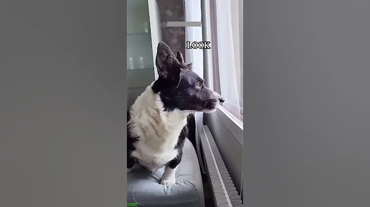 Video 10997401: talking ginger funny cat, funny dog cat talking, cute cat