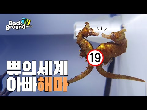 [토종 해마 짝짓기 영상] 아빠가 새끼를 낳는 해마는 어떻게 알을 전달 받을까요?