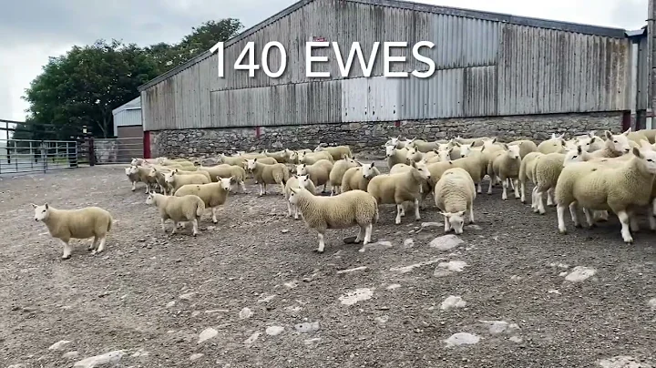 Armadale Lambs - UA Lairg 2022