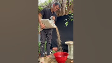 Câu gì đây các bác ơi #bonsai #bonsaitree #caycanh #bonsaimini