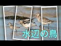 水辺の鳥