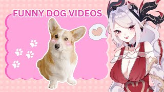 【FUNNY DOG VIDEOS】VTUBER REACT TO DOGS!