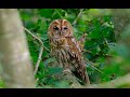 Owl Spotting, the Tawny Owl. (Part one.)