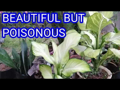 BEAUTIFUL BUT POISONOUS PLANT | FACTS AND CARE ABOUT DUMB CANE PLANT or DIEFFENBACHIA