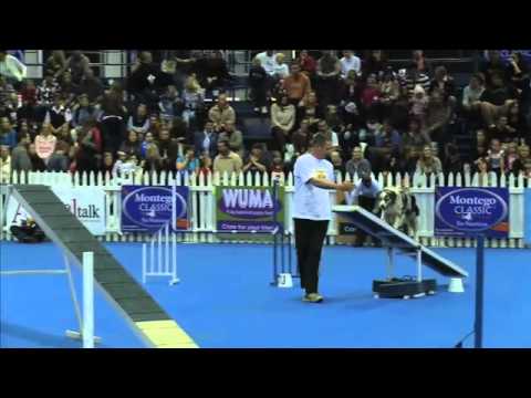 sport-news,-agility:-border-collie-patric-in-dog-agility-contest,-south-africa