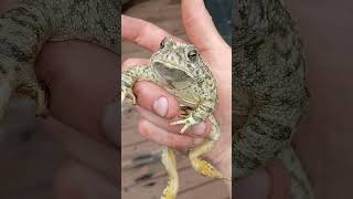 I saved this toad from a pool.