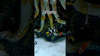 Download Lagu Al Qur'an #urdutranslation #islamicshortfeed #youtubeshorts MP3 Download Lagu Al Qur'an #urdutranslation #islamicshortfeed #youtubeshorts MP3