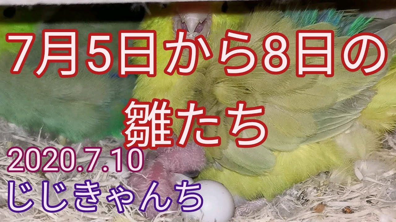 ７月５日から８日の雛たち