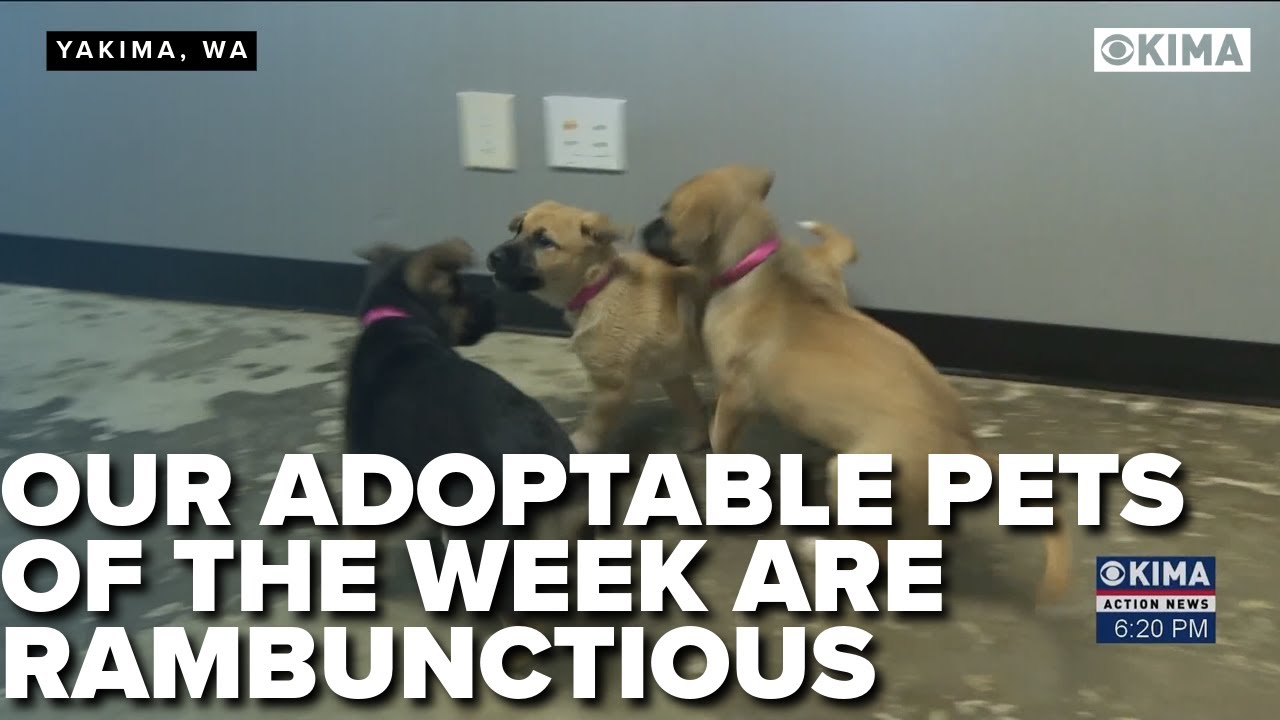 Our Adoptable Pets of the Week are very Rambunctious