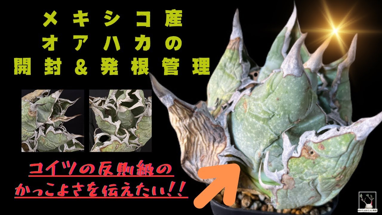オアハカオテロイ発根管理‼️とうとう手に入れた現地オテロイを発根
