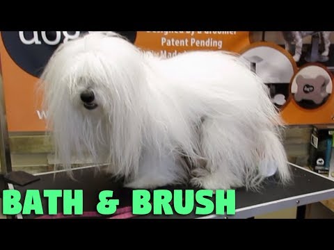 Comment brosser et laver mon long chien cheveux