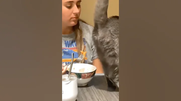 Video 10409881: kitty funnycats pets, kitty funny cats pets