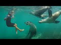 SMALL BITE! 5 YR OLD Free Dives with WILD SEA LIONS in AUSTRALIA!