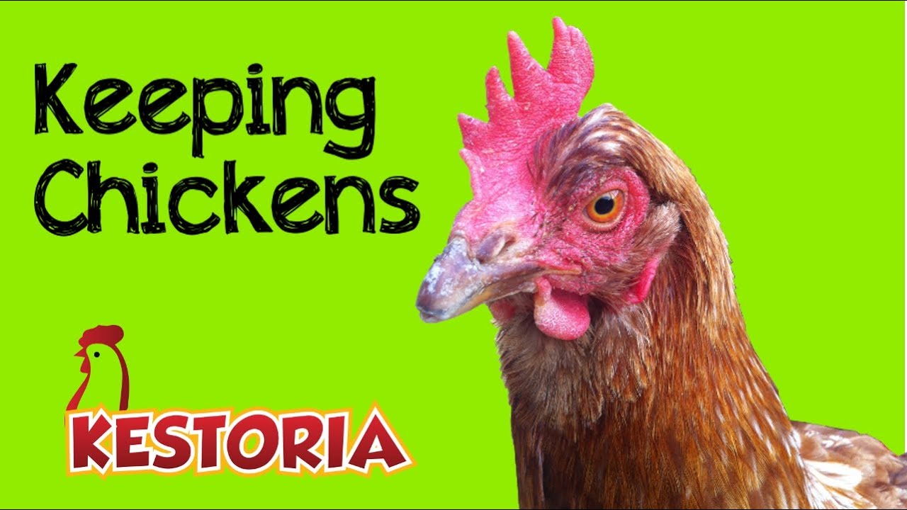 Keeping Chickens YouTube