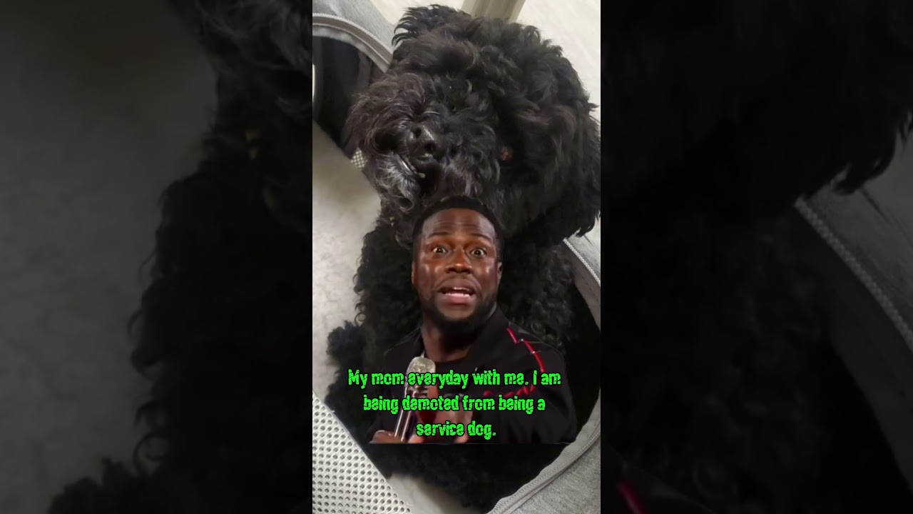 Some dogs are just not meant to be service dogs. Too cute and spoiled