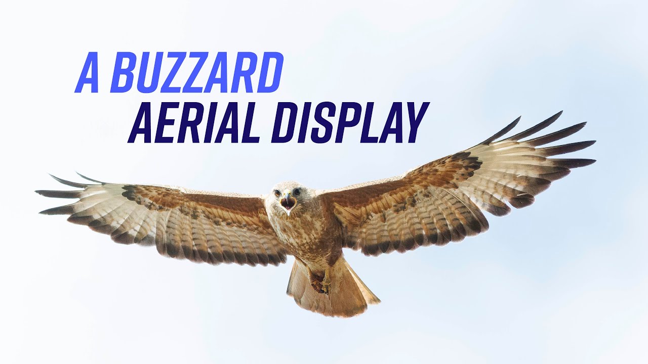 Nature's Gift To Me - Buzzard Takes Flight