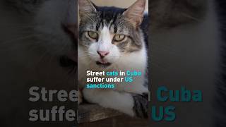 Street cats in Cuba suffer under US sanctions