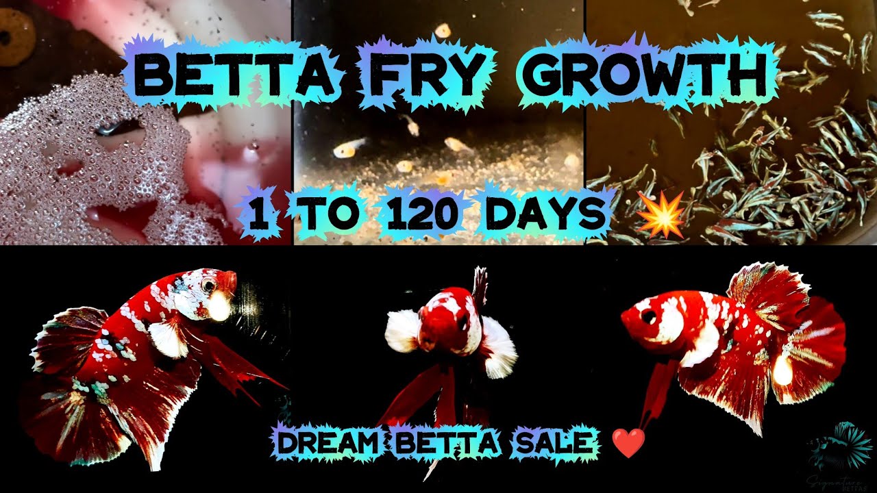 Betta Fry Care | Tips for growing Betta fry | Barongsai betta Sales | தமிழ்
