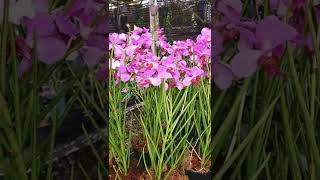 Download Lagu #shorts | Anggrek Vanda Douglas | Orchid MP3