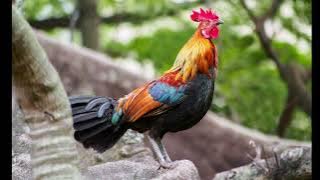 suab qaib quas zoo mp3