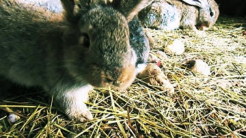 Adobe After Effects CS4 Twixtor 4.5 Test