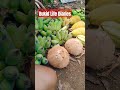 Simple province life diaries harvest youtubeshorts farmer bukid farmerslife blessings