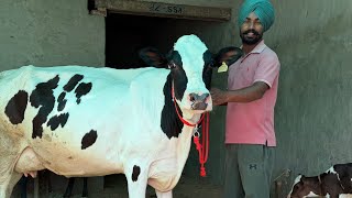 ਮੁੱਲ 67,000😱🔥ਪਿੰਡ ਢਿੱਲਵਾ ਇੱਕ ਤਾਜ਼ੀ ਸੂਈ ਵਹਿੜ 🔥👌ਮਗਰ ਵੱਛੀ 🔥💎ਤੇ ਗੱਬਣ ਵਹਿੜ 🔥ਘੱਟ ਰੇਟ 😱Bawa dairy farm