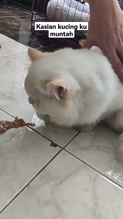 kasian kucing muntah 😭