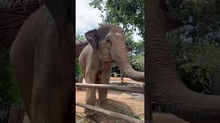 Empty handed at the elephant sanctuary #elephantsantuary #thialand #travelfamily