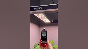 How much light do you give YOUR plants?