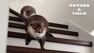 動きがコミカルすぎるカワウソたちの爆走バトル　Otters Chasing & Wrestling Around The House