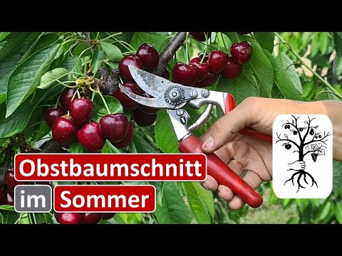 Orchard in July - Post-Harvest Pruning for Cherries and Summer Pruning for Apples