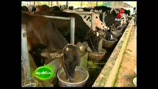 Freestall Dairy Farm  First Successful Attempt in Keralaon Private sector   Part I