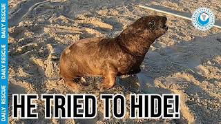 This Sneaky Seal Tried to Hide in the Crowd!