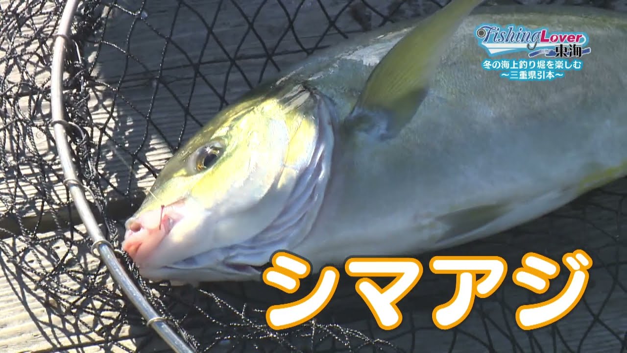 三重県 海上釣り堀はシマアジも釣れる Youtube