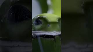 Frogs After Dark _ Relax with Nature _ The Wild Place _ BBC Earth viral shorts
