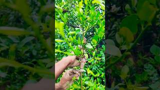 🍋 Lime Tree Air Layering – Full Process Step-by-Step #shorts