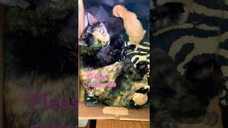 Happy Easter from me, Nukie and her baby kitties #kitten