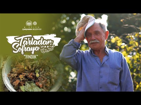 TARLADAN SOFRAYA 6. BÖLÜM - FINDIK