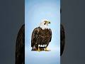 What would happen if you crossed an eagle with a falcon? #whatif #animals #viral #eagle #falcon
