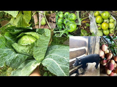 Home Gardening 🍅🥒🌽 || NAGALAND