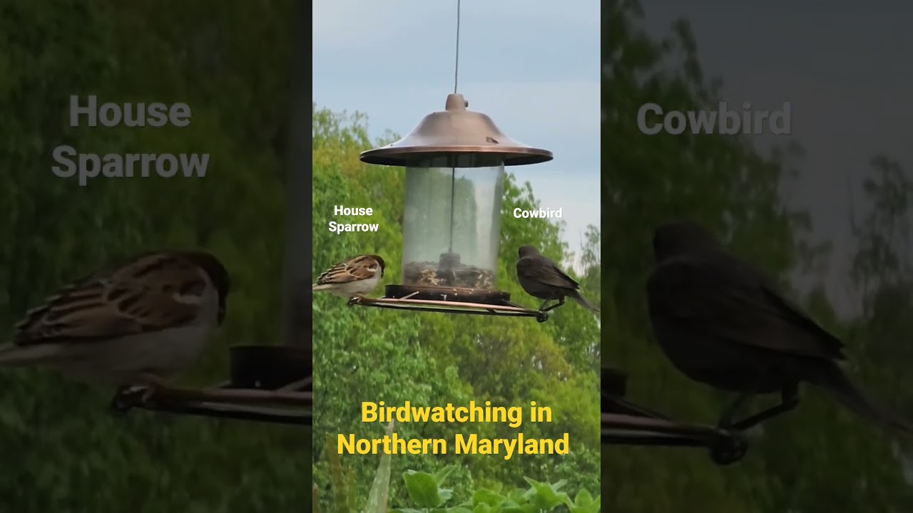 Brown-headed Cowbird & Sparrow