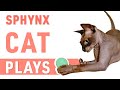NEW _ Funny Sphynx Cat Play | Smart Cat is always around.