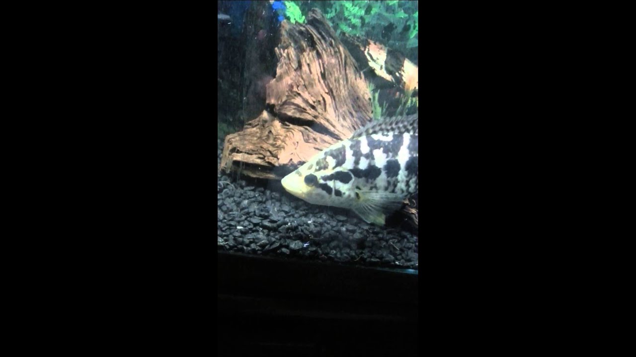 Jaguar Cichlid Eating Feeder Fish 1 27 15 Youtube