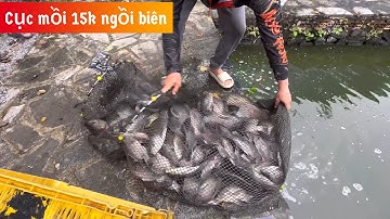✅ Câu cá rô phi thi đấu bằng gói mồi DF 15K | DUY FISHING SAI GÒN