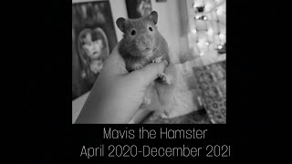 Remembering Mavis the Hamster | Memorial Video |