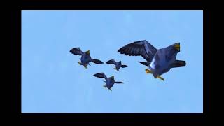 The Anthem of Low-poly pooping Pigeons