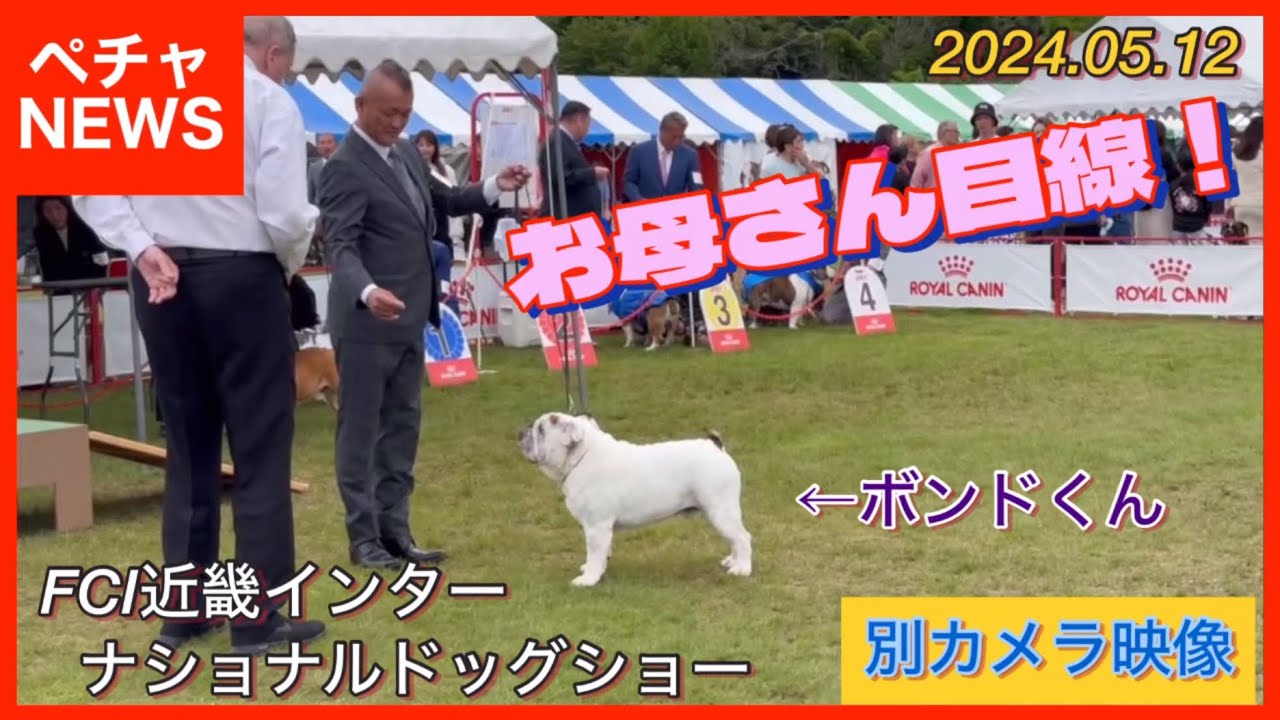 我が家がドッグショーにハマった理由！ブルドッグ＆フレンチブルドッグ！